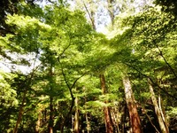 小國神社境内地