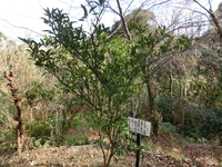 家康御手植の蜜柑