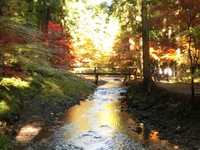 水面に映る紅葉