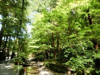 宮川沿いのカエデ