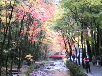 小國神社の紅葉