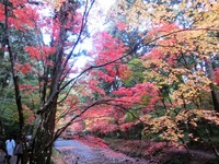 小國神社の紅葉