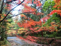 小國神社の紅葉