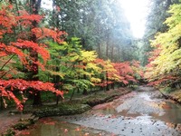 小國神社の紅葉