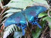 ミヤマカラスアゲハ
