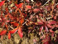 モチツツジの冬紅葉