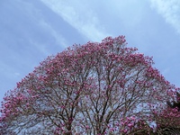 羽ヶ庄の桜色のモクレン