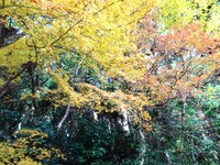 黄色いモミジ