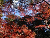 モミジの紅葉