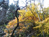 黄色いモミジ