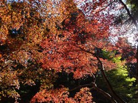 モミジの紅葉