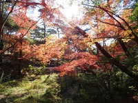 「県立森林公園」の紅葉