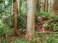 もみじ茶屋跡の石積み