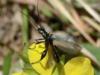 モモブトカミキリモドキの♂