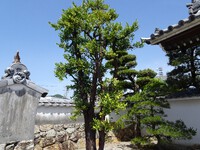 渥美半島・田原の町歩き⑦―ナギの木