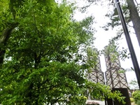 韮山反射炉のナギの木