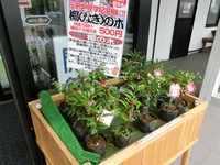 「反射炉物産館たんなん」で販売されていたナギの木の苗