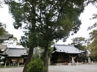 ナギの木