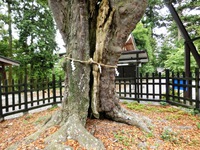 天宮神社の竹柏