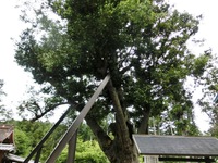 天宮神社の竹柏