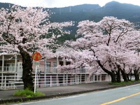 中部の三叉路の桜