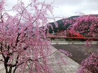 中部の三叉路の桜