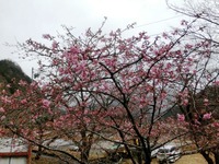佐久間町中部の河津桜
