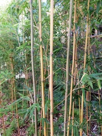 業平竹
