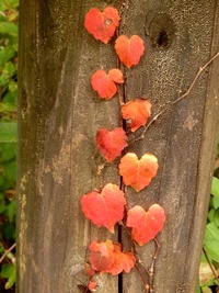 ナツヅタの紅葉