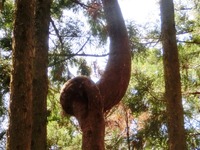 捻じれ杉