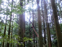 捻じれ杉