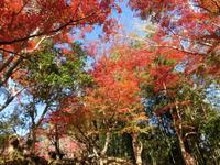 二の丸跡の紅葉