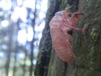 セミの抜け殻