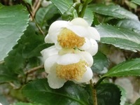 お茶の花