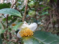 さあ、秋だ！秋葉山に登ろう！⑦―茶の花と茶の実