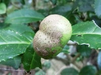 お茶の実
