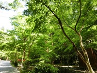 宮川沿いの新緑