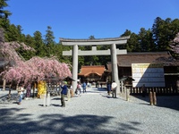 小國神社の枝垂桜