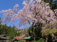 小國神社の枝垂桜