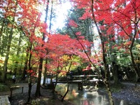 小國神社の紅葉