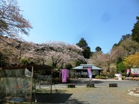 奥山高原の桜