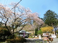 奥山高原の桜