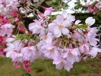 満開を迎えた実家の桜
