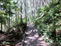 日差しがまだら模様を描く参道