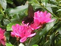 シブカワツツジで吸蜜中のオナガアゲハ
