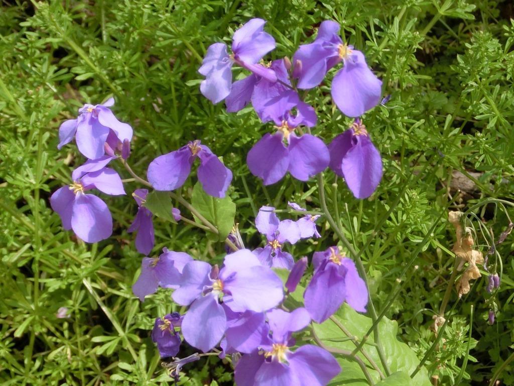 北遠に咲いていた春の花 マルバコンロンソウとオオアラセイトウ L 自然と歴史の中を歩く