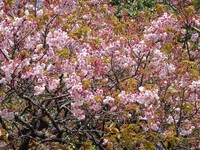大神山八幡宮の「大知波桜」