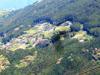 大萩から見た大滝の茶園