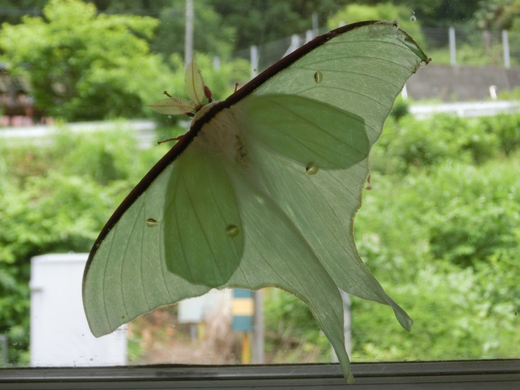 梅雨時の あいづき昆虫館 オオミズアオ L 自然と歴史の中を歩く