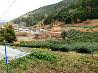 大沼の茶園